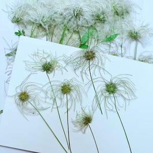 Pressed flowers, white Goose velvet grass Pressed flowers 6 pcs ,Pressed Flat Dried Flowers Preserved Flat Wildflower （4-6cm)