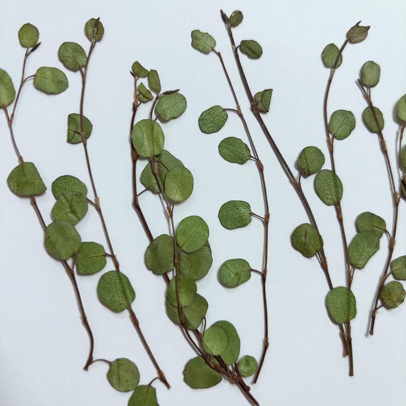 Pu&ograve; includere: Foglie verdi secche con forma rotonda, disposte in un grappolo su uno sfondo bianco. Le foglie sono attaccate a sottili steli marroni.