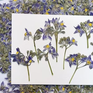 Pressed flowers,purple Pressed Flowers Iris proantha 4 pcs/Pack,purple Dry Flowers,purple Dried Flowers,Pressed Flat Flowers stem