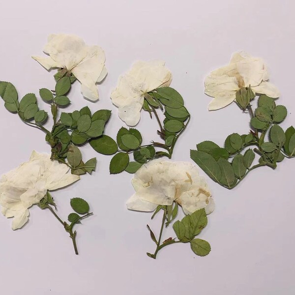 Dried White Roses - Etsy