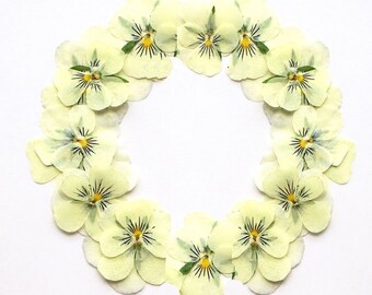 Pressed flowers12 pcs/Pack,Pressed flowers,Off white violets,dry Flowers,Pressed Flat Dried Flowers,Preserved Flat Wildflower