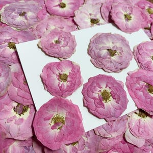 Pressed flowers,Pink Purple Pressed Flowers,6 pcs/Pack,pink purple Rose Dried Flowers,Pressed Flat Flowers,Dried Flowers(4-7cm)