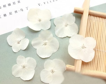 12 pcs/Pack, Pressed flowers, white Hydrangea Real Pressed dry Flowers,Pressed Flat Dried Flowers Preserved Flat Wildflower（1.5-2.5cm)