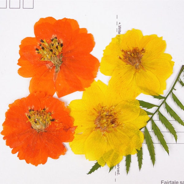 6 pcs,Fleur pressée,Fleurs orange jaunes pressées,Fleurs sèches préservées,Fleurs plates,Fleurs séchées plates pressées Fleurs sauvages plates préservées