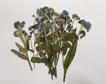 Pressed Forget Me Not Flowers: Natural Dried Blue Flower Stems (12 pcs)
