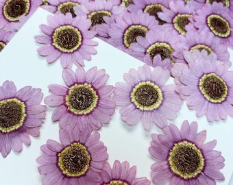 Purple Pressed Chrysanthemum Flowers (3-5cm) - 6 Pcs for Resin Art