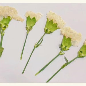 Dried Real Flowers For Crafts - Pressed White White Snow Bead Flower - –  DOMEDBAZAAR