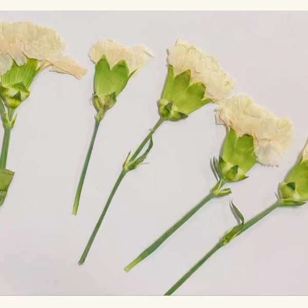 White carnation Pressed Flowers,6 pcs/Pack,Pressed flowers,White Dried Flower Stems,Pressed Dry Flower,Pressed Flat Flowers,Dried Flower