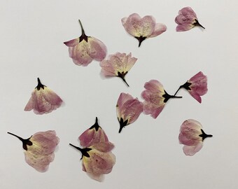 Purple Malus Pressed Flowers: Dried Flat Wildflower, Craft Supply (12 Pcs)