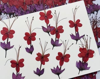 Pressed flowers,Red Purple Dragonfly Real Pressed dry Flowers,6 pcs/Pack, Pressed Flat Dried Flowers Preserved Flat Wildflower