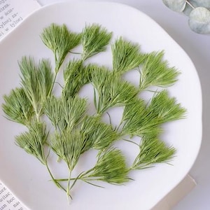 Feuilles pressées,12 pcs/paquet,boule pressée aux cheveux verts,Vraies tiges de feuilles florales stabilisées à sec, petites feuilles séchées à plat