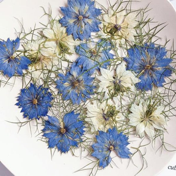 Fleurs pressées, bleu blanc Fleurs pressées 6 nigelles bleues, fleurs séchées plates pressées fleurs sauvages plates stabilisées （2-4 cm)