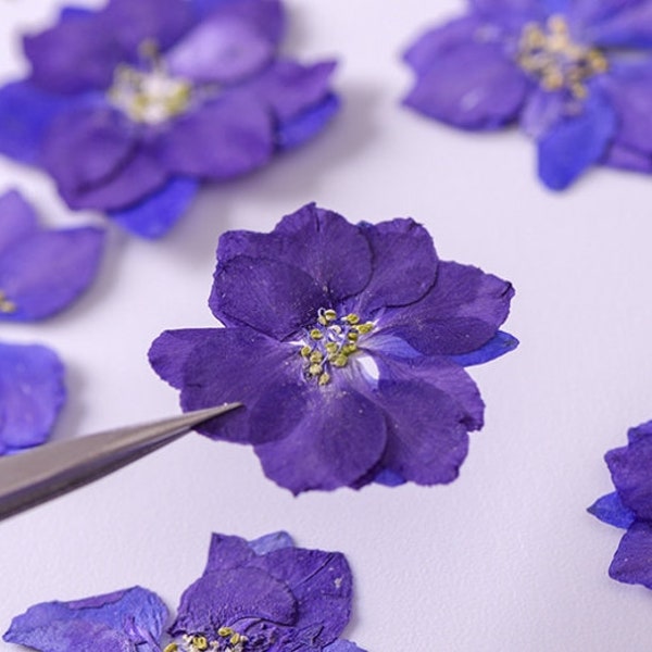 Pressed flowers12 pcs/Pack,Pressed flowers,purple Real Pressed dry Flowers,Pressed Flat Dried Flowers Preserved Flat Wildflower