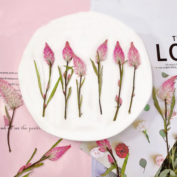 Pressed flowers,Pink Celosia 8 pcs/Pack,Dried Flower Stems Dry Celosia ,pink Flowers,pink Dried Flowers