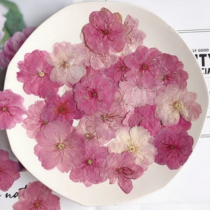 押し花、12 個/パック、ピンク サクラ、押し花ドライフラワー、押し平ドライフラワー、プリザーブド フラット ワイルドフラワー、ピンク ドライフラワー