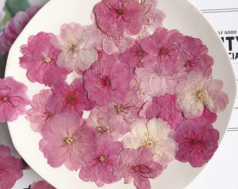 12PCS Pink Sakura Pressed Flowers: Dried Flat Wildflowers