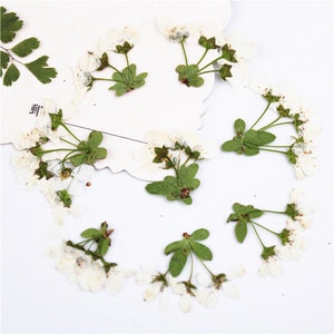 Pressed flowers,12 pcs/Pack,Real Dried Pressed Flowers Pressed White Flower Stems Pressed Stems Dry Real Preserved Wild Flower