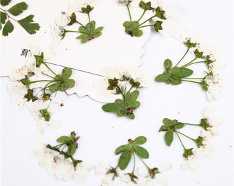 Pressed flowers,12 pcs/Pack,Real Dried Pressed Flowers Pressed White Flower Stems Pressed Stems Dry Real Preserved Wild Flower