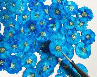 Pressed flowers,dark blue Pressed flowers,12 pcs/Pack,Small blue chrysanthemum,Pressed Dried Flowers,Daisy flower （1-1.5cm)