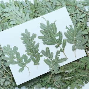 Feuilles pressées,8 pcs/paquet,Feuilles séchées pressées,Rampes et feuilles d'olivier pressés,Fleurs pressées,Feuilles plates sèches préservées,Feuille séchée