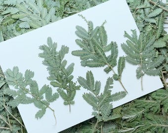 Pressed leaf,8 pcs/Pack,Pressed Dried Leaves,Pressed Olive branches and leaves,Pressed Flower,Preserved Dry Flat Leaves,Dried leaf