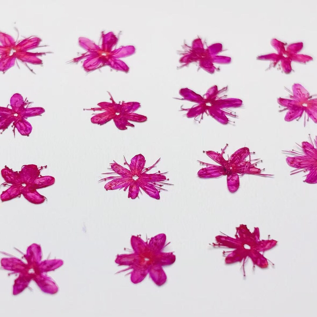 Pressed Flowers,rose Red Pressed Flowers 12 Pcs/pack,small Rose Red Dry ...