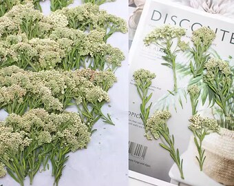 Pressed White Millet Flowers: Dried Floral Stems (10 PCS/Pack)