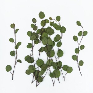 Pu&ograve; includere: Foglie di eucalipto essiccate con steli disposte su uno sfondo bianco. Le foglie sono di un verde spento e hanno un aspetto naturale e rustico.