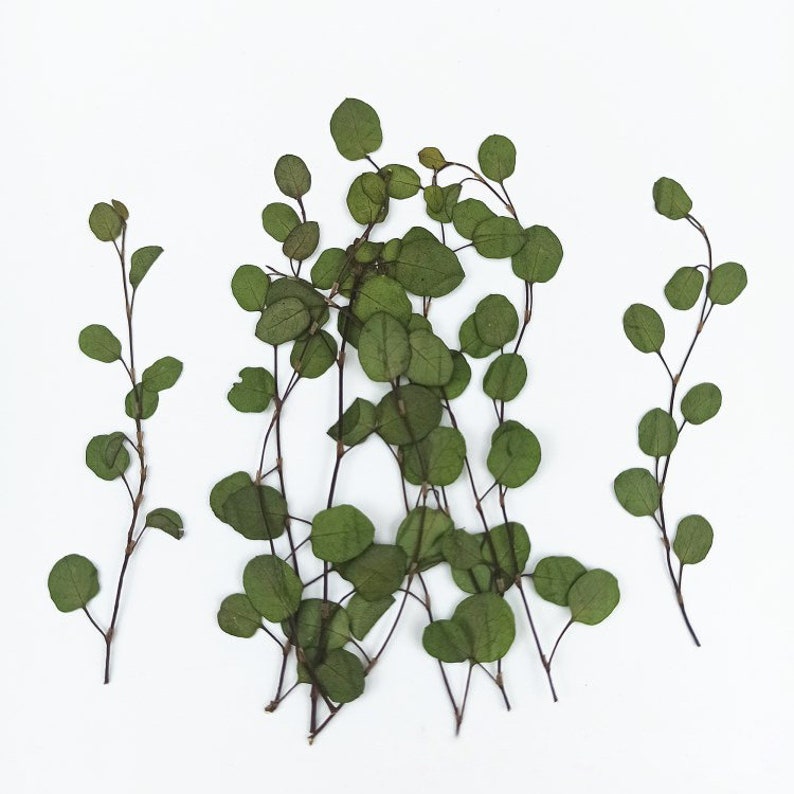 Pu&ograve; includere: Foglie di eucalipto essiccate con steli disposte su uno sfondo bianco. Le foglie sono di un verde spento e hanno un aspetto naturale e rustico.