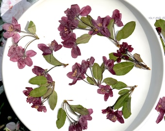 Pressed flowers,6 pcs/Pack, Purple Begonia flower Stem and leaf Real Pressed dry Flower,Pressed Flat Dried Flowers Preserved Flat Wildflower