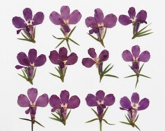May include: Twelve dried purple flowers with five petals each. The flowers have green stems and leaves.