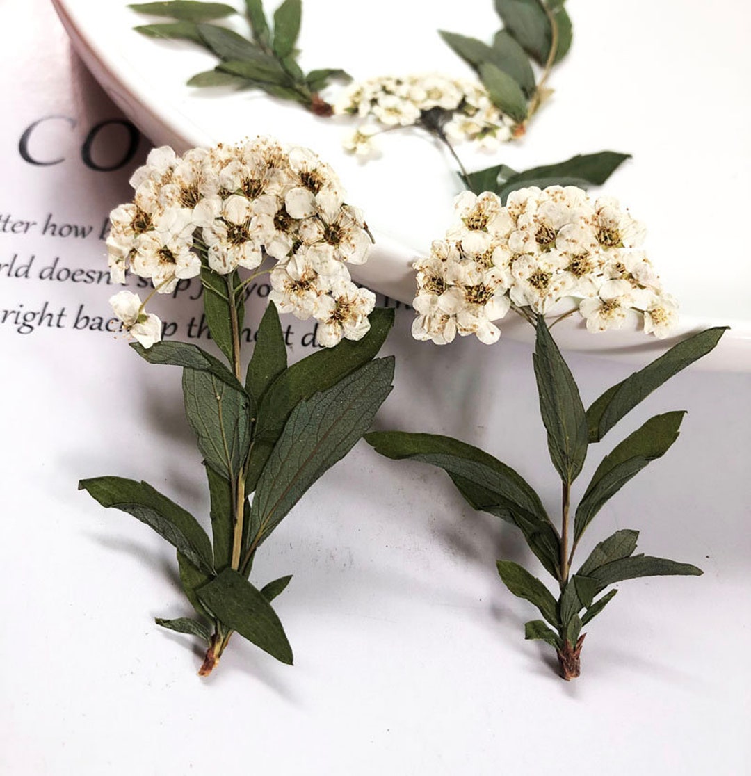 Pressed Flowers, White Pressed Flower, Flower With Stems,dried Flowers Flowers,flat Natural