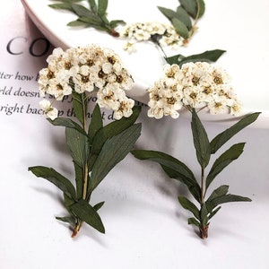 Pressed flowers, White Pressed Flower, Flower with stems,Dried flowers flowers,Flat Natural Preserved Pressed Dry Flower Stems 6 pcs/Pack