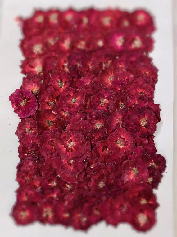 Red Rose Pressed Flowers 8 Pcs, Rose Petals Confetti Dried Flower