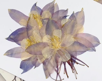 Sapphire Blue Pressed Flowers: Dried Columbine for Resin Crafts (6PCS)