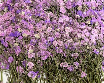 Pressed flowers 10PCS Purple Dried Baby's Breath Pressed Flowers: Wedding Invitation Decor