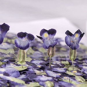 Flores prensadas, 12 piezas/paquete, Torenia fournieri azul violeta, flores secas prensadas, flores secas planas prensadas, flores silvestres planas preservadas (2,5-4 cm)