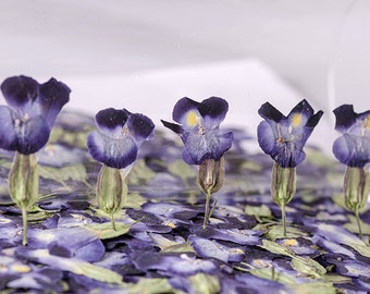 Op de afbeelding: Vijf gedroogde blauwe bloemen met gele centra staan rechtop in een bed van kleinere blauwe bloemblaadjes.