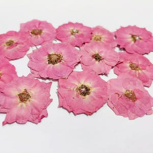 Fleurs pressées, roses Fleurs pressées 6 pcs/paquet, rose rose, vraies fleurs séchées fleurs séchées pressées tiges fleurs roses stabilisées pétales plats