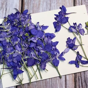 May include: A collection of dried purple larkspur flowers arranged on a white background. The flowers are delicate and have a natural, rustic look.