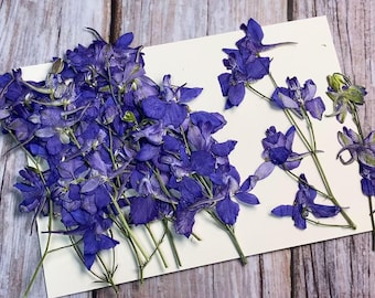 Op de afbeelding: Een verzameling gedroogde paarse ridderspoorbloemen gerangschikt op een witte achtergrond. De bloemen zijn delicaat en hebben een natuurlijke, rustieke uitstraling.