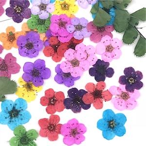 Gepresste Blumen, Gepresste Trockenblumen (0,5-0,7 cm) Klein Gemischt 20 Stück / Packung, Gelb, Lila, Grün, Rot, Rosa Getrocknete Blumen Echte Gepresste Trockenblumen
