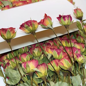 Pressed flowers,6 PCS Pressed Dried Roses, Orange yellow Dried Rose Flower Stems, Flat Roses, Real Dry Rose