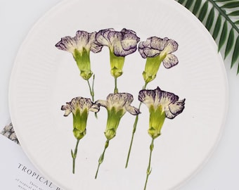 Purple  carnation Pressed Flowers,6 pcs/Pack,Pressed flowers,purple Dried Flower Stems,Pressed Dry Flower,Pressed Flat Flowers,Dried Flower