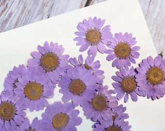 Purple Pressed Chrysanthemum Flowers (12 pcs/Pack)