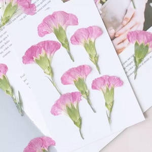 May include: Arrangement of pink carnation flowers with green stems and sepals, pressed on white paper. The flowers are in various stages of bloom, with delicate petals. The background includes printed text.