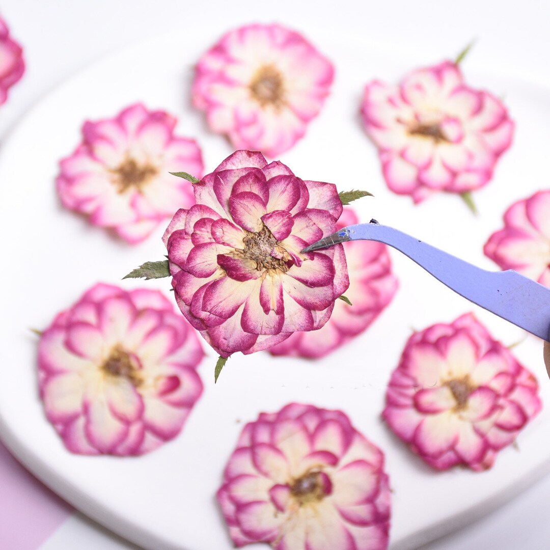 Pressed Flowers,two Color Rose Pressed Flowers 6 Pcs/pack, Dry Flowers ...