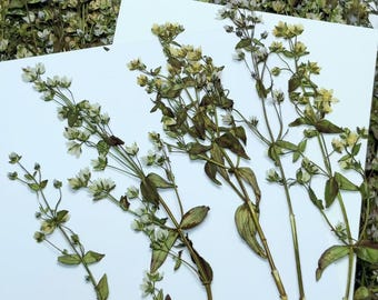Pressed flowers,Blue Pressed Flowers 8 pcs/Pack, Light Yellow Wildflower Dry Flowers,green Dried Flowers,Pressed Flat Flowers stem
