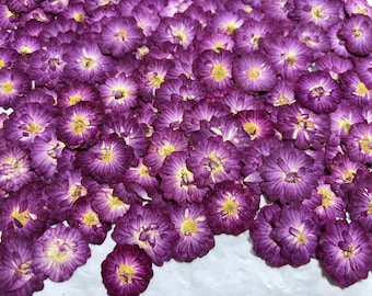 Pressed Dried Flowers 6 pcs/PACK,Pressed flowers,Purple mini rose Pressed dry Flower,small Pressed Flat Dried Flower Preserved Wildflower