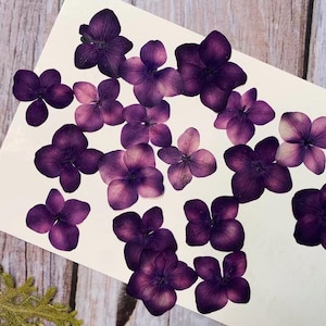 Pressed flowers,Purple Hydrangea 12 pcs/Pack, Real Pressed dry Flowers,Pressed Flat Dried Flowers Preserved Flat Wildflower